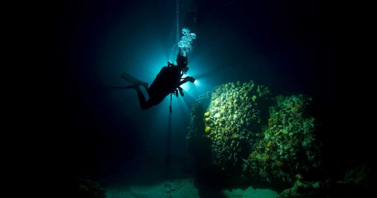 Why dive at night?